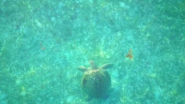 Aerial flight over crystal clear water and turtle ascending in Malaysia, steady birds eye perspectiv