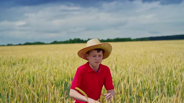 Little child relaxing in wheat field