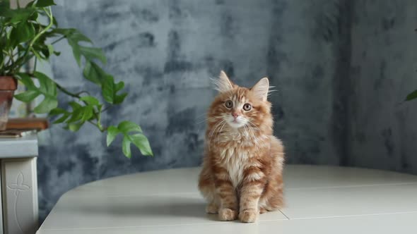 Ginger Adorable Kitten