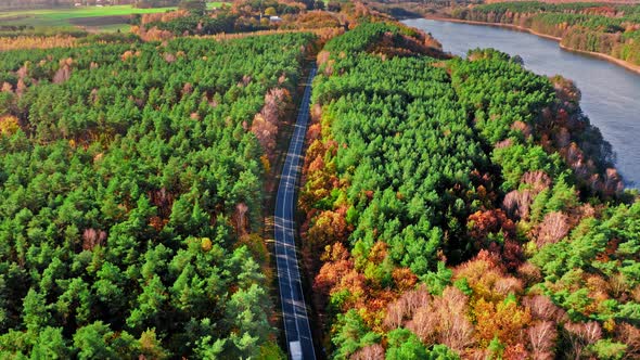 Asphalt road and autumn forest. Aerial view of Poland.