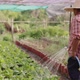 Asian farmer woman watering vegetable in countryside garden. - VideoHive Item for Sale