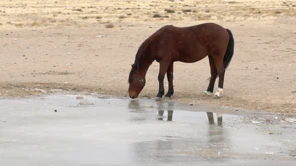 Wild horse walking up to frozen pond kicking the ice to break through