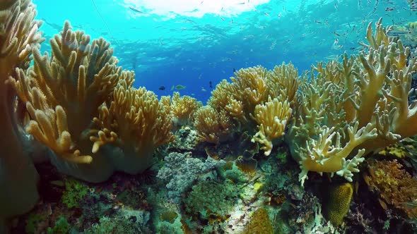 Coral Reef and Tropical Fish Underwater. Bohol, Panglao, Philippines