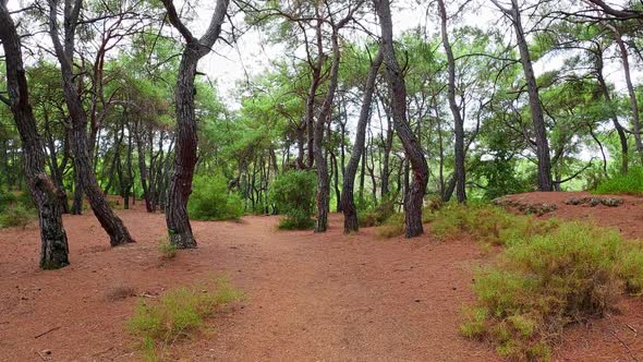 Forest Walking