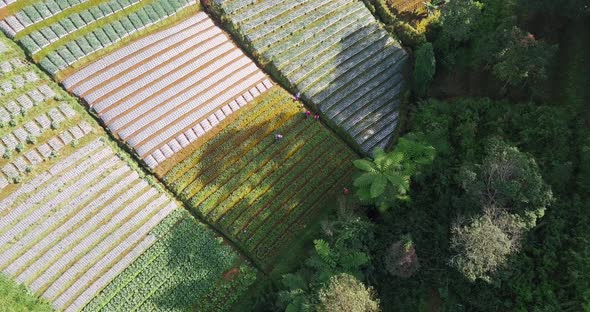 Aerial overview showing group of worker picking fresh vegetables of plantation field in sun