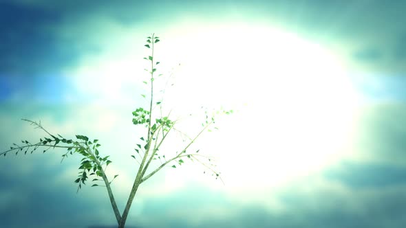 A time-lapse animation of growth of a lonely tree in windy environment. HD