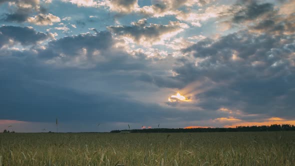 Summer Sunset Evening Above Countryside Rural Wheat Field Landscape