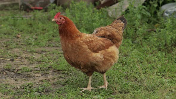 Domestic Brown Chicken Walk on the Ground. Background of Green Grass in Farm. Search of Food