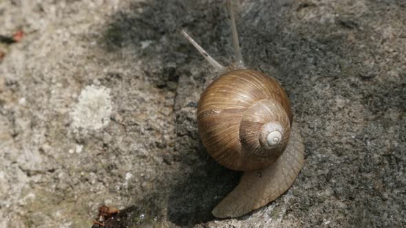 Outdoor slowly moving burgundy snail 4K 2160p 30fps UltraHD footage - Helix pomatia escargot with sp