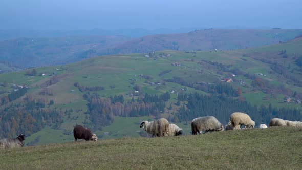 Herd of Sheeps in Foggy Meadows