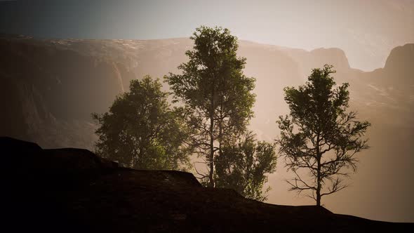 Big Pine Trees Growing From Rocky Outcropping in the Mountains alt