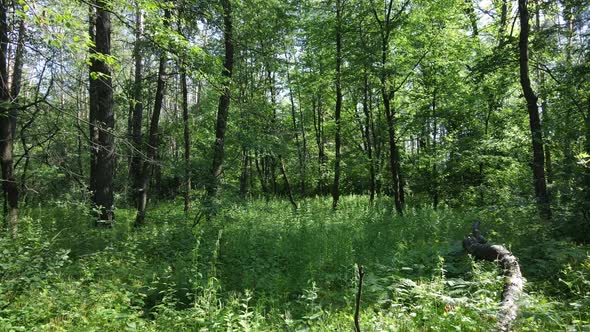 Trees in the Forest By Summer Day