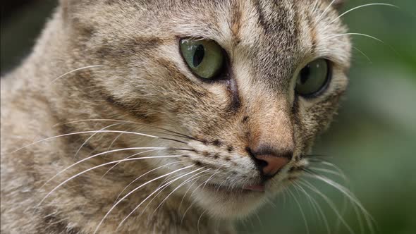 Close-up of Cat