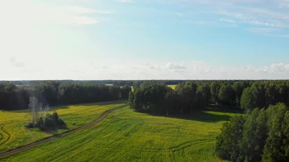 Yellow Field Behind the Forest