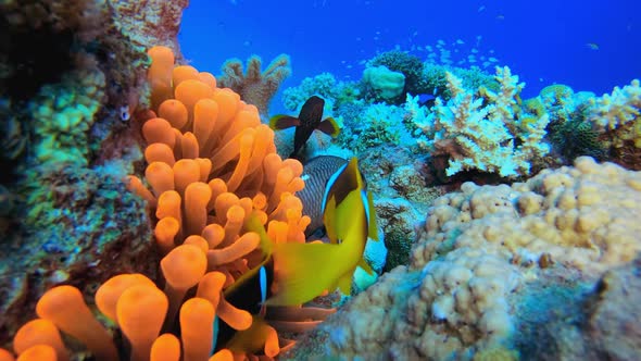 Red Sea Anemone and Clownfish