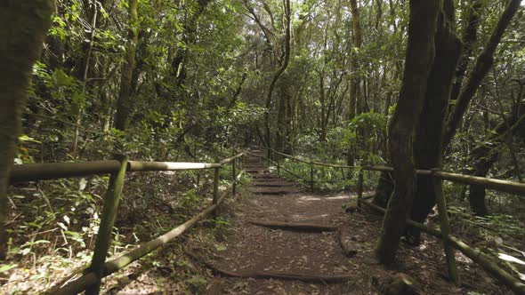 POV Shot in Garajonay Forest