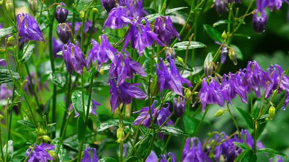 Purple Aquilegia Flowers