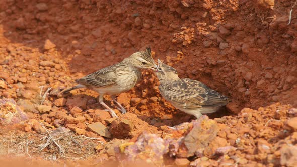 A Malabar Crested Lark chick in Nest the parent lark comes and feeds its the needed food during the