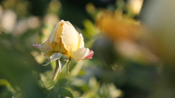 Beautiful  white and pink rose  flower bud petals in the garden  on the wind 4K 2160p 30fps UltraHD 