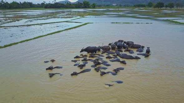 Camera Flies Over Large Buffaloes Herd Bathing in Dirty Water