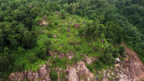 Aerial view deforest of tree