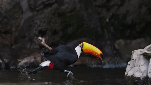 Close up shot capturing a toco toucan, ramphastos toco; bathing at the river swamp, perched on a woo