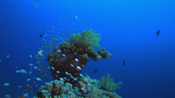 Tropical Colourful Underwater Ambience