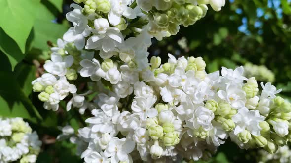 Close-up garden plant white lilac