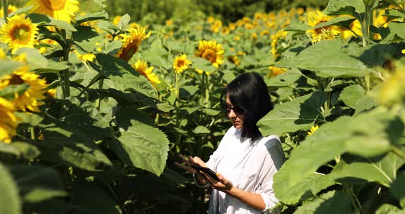 Woman Farmer Agronomist Working with Tablet on Field Checking Quality Harvest Sunflowers