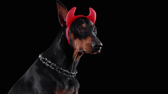 Profile Portrait of a Doberman Pinscher with Red Horns on His Head on a Black Background in the