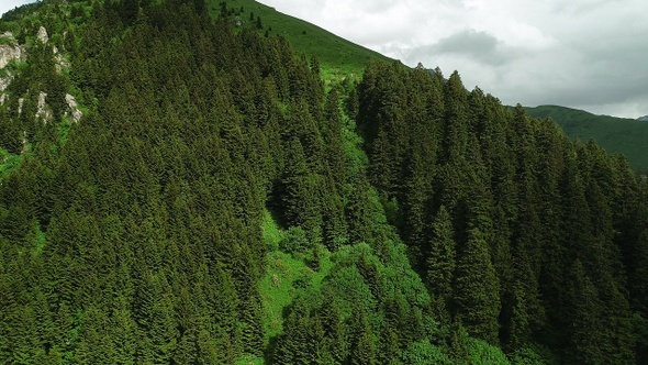 Mountains And Forest