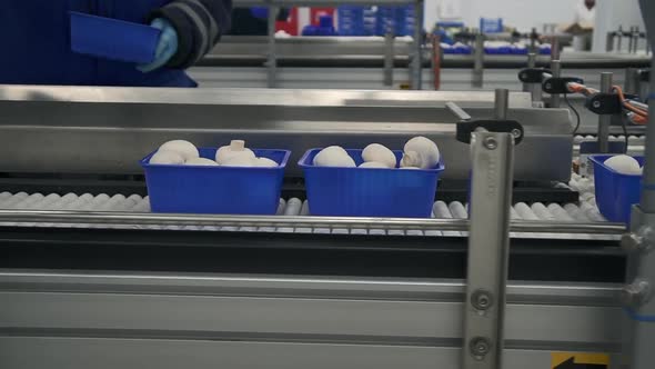 Mushroom Production and Sorting in Box Under Control of Employee Spbd