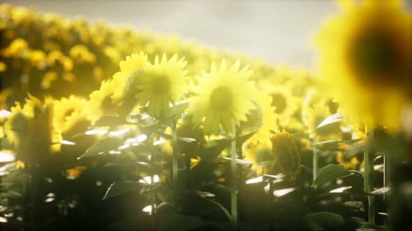 Sunflower Field on a Warm Summer Evening alt
