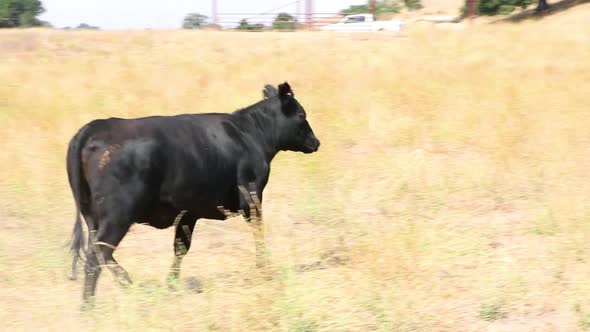 Black Angus cow runs to catch up with the herd