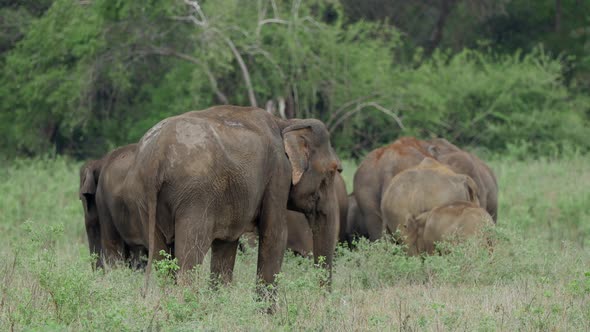 Herd of Asian elephant with baby elephants 