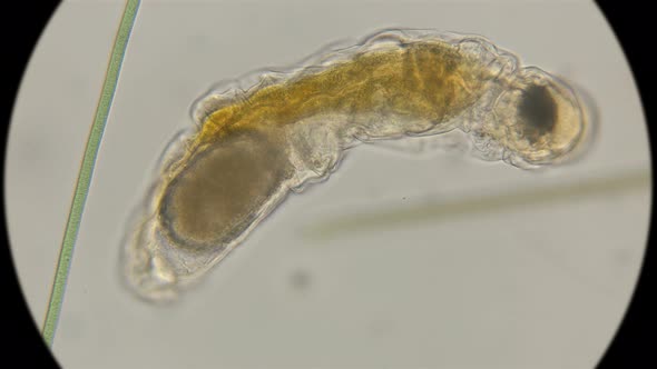 rotifer Notommata, family Nototamidae  alt