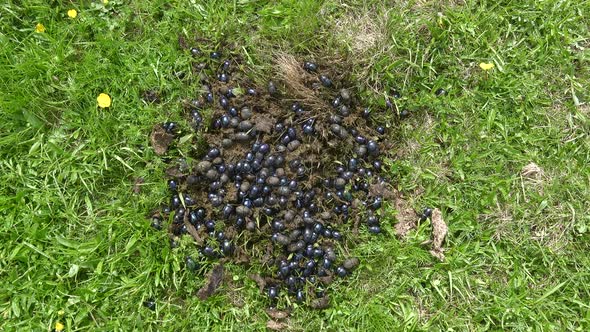 Crowd Scarab Beetles Eating New Fresh Wet Manure in Green Grass