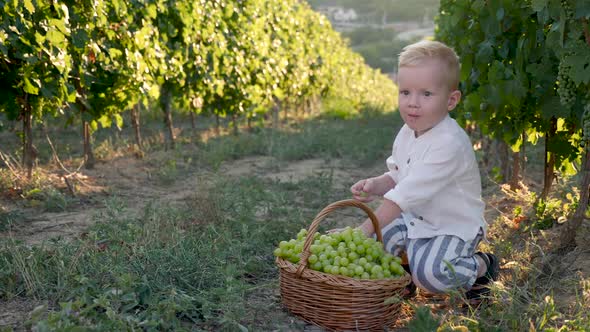 Child Boy Blond Stands at Sunset in the Vineyard and Looks