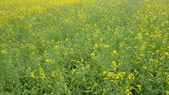 Rapeseed Fields Aerial 2