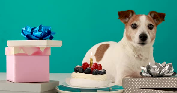 Funny Jack Russell Terrier Puppy Lying Among Birthday Packs