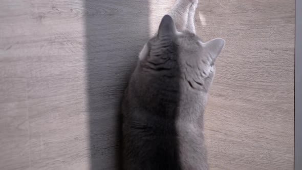 British Home Gray Cat Hunts for a Bright Sun Bunny