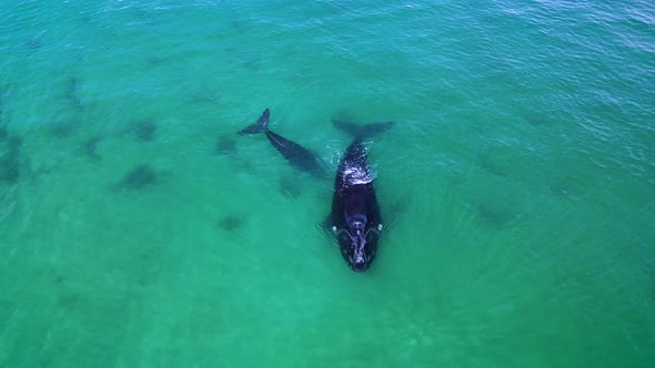 Calving season for Right whales in South African coastal waters, drone dolly out