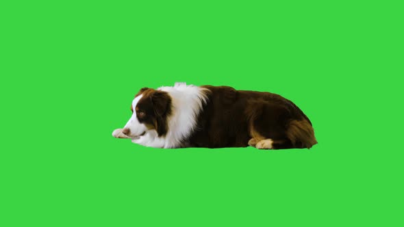 Australian Shepherd Dog Lying and Looking Around on a Green Screen Chroma Key