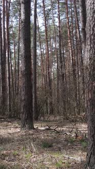 Vertical Video of the Pine Forest in the Afternoon