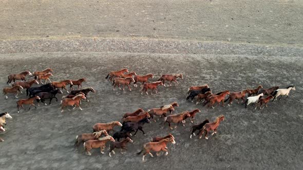 Wild Horses Running. Herd of Horses, Mustangs Running on Steppes To River.  Hdr Slow Motion