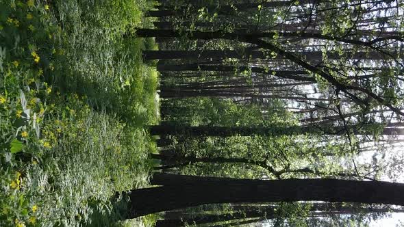 Vertical Video of a Beautiful Green Pine Forest on a Summer Day Slow Motion