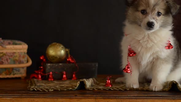 Little Puppy Plays with Christmas Decorations Lying on an Antique Dresser