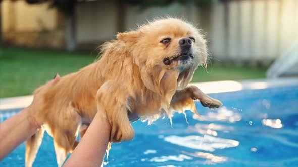 Pomeranian spitz dog swimming in a pool. Hot weather