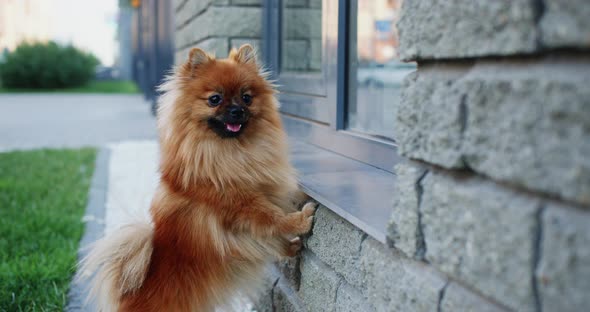Dwarf Spitz Dog Waiting for Owner Outdoors