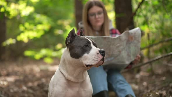 Confident Dog Looking Around in Forest with Blurred Young Woman Choosing Route Examining Paper Map
